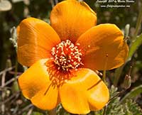 Mentzelia pectinata, San Joaquin Blazing Star