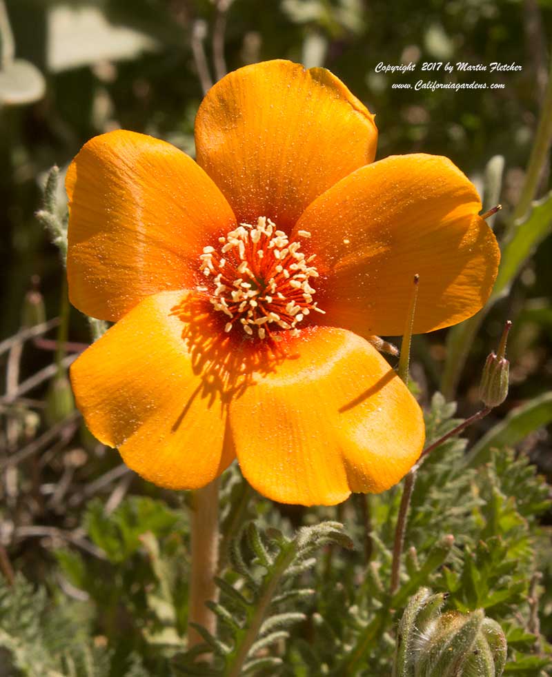 Mentzelia pectinata, San Joaquin Blazing Star