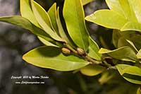 Magnolia figo, Michelia figo, Banana Bush