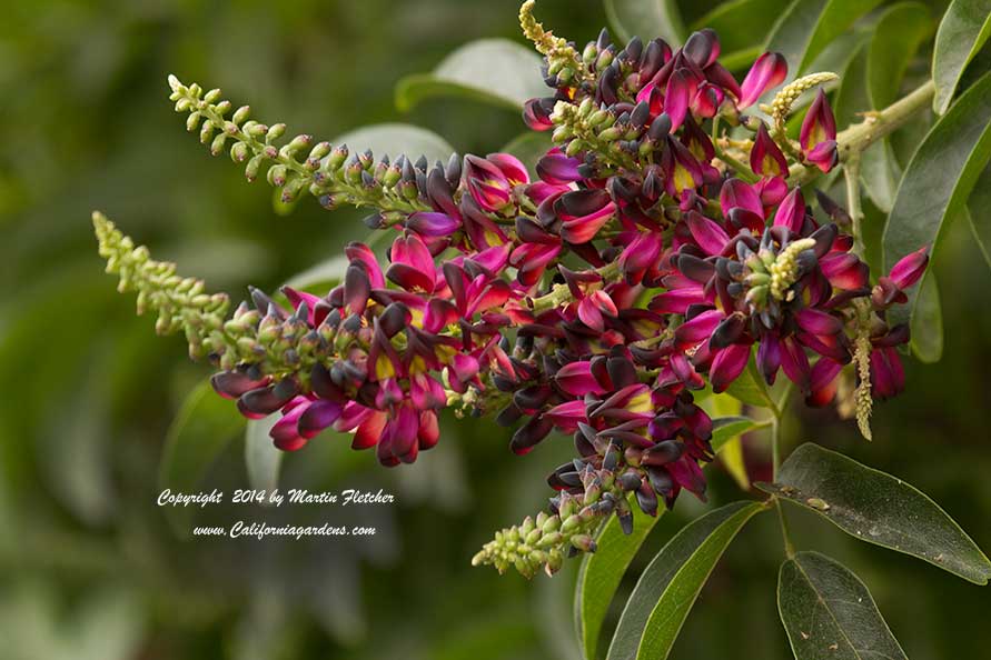 Millettia reticulata, Summer Wisteria