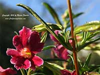 Mimulus Jack, Jack Hybrid Monkeyflower