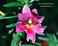Mimulus Jelly Bean Dark Pink, Jelly Bean Dark Pink Monkeyflower