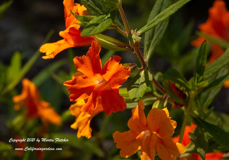 Mimulus Jelly Bean Orange, Jelly Bean Orange Monkeyflower