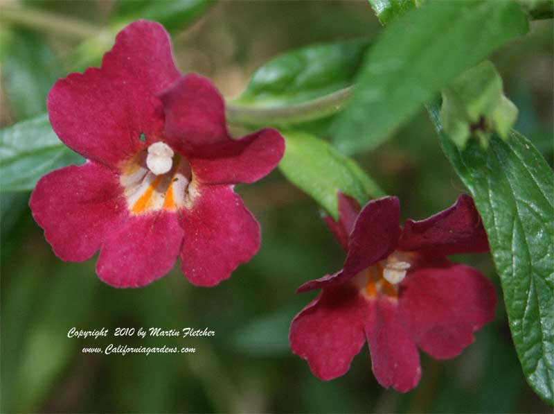 Mimulus Ruby Silver, Ruby Silver Monkey Flower
