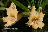 Mimulus Diplacus, Sticky Monkeyflower