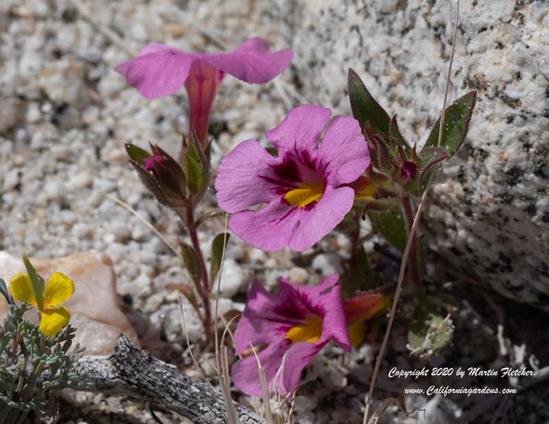 Mimulus bigelovii, Begelow's Monkey Flower