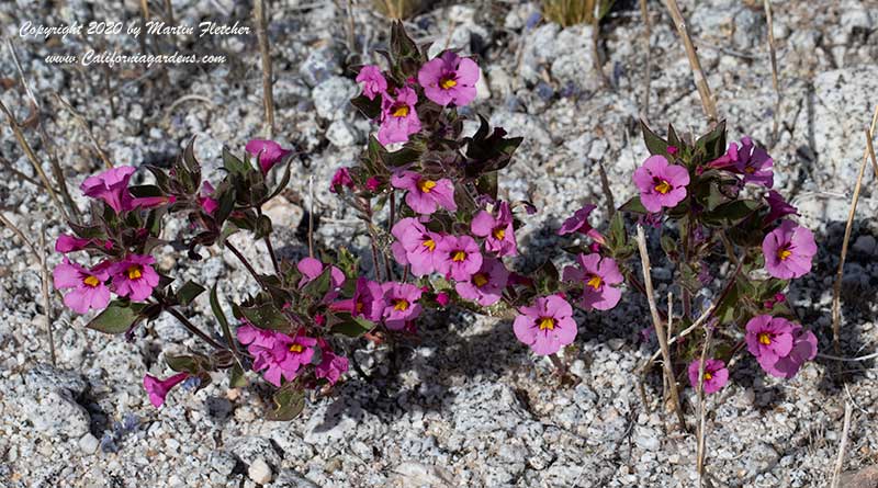 Mimulus bigelovii, Begelow's Monkey Flower