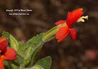 Mimulus cardinalis, Cardinal Monkeyflower