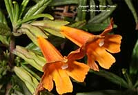 Mimulus flemingii, Island Monkeyflower