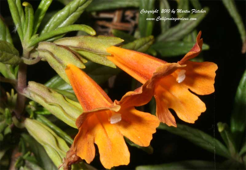 California Native Shade Garden