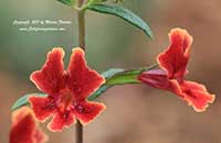 Mimulus Georgie Red, Georgie Red Hybrid Monkeyflower
