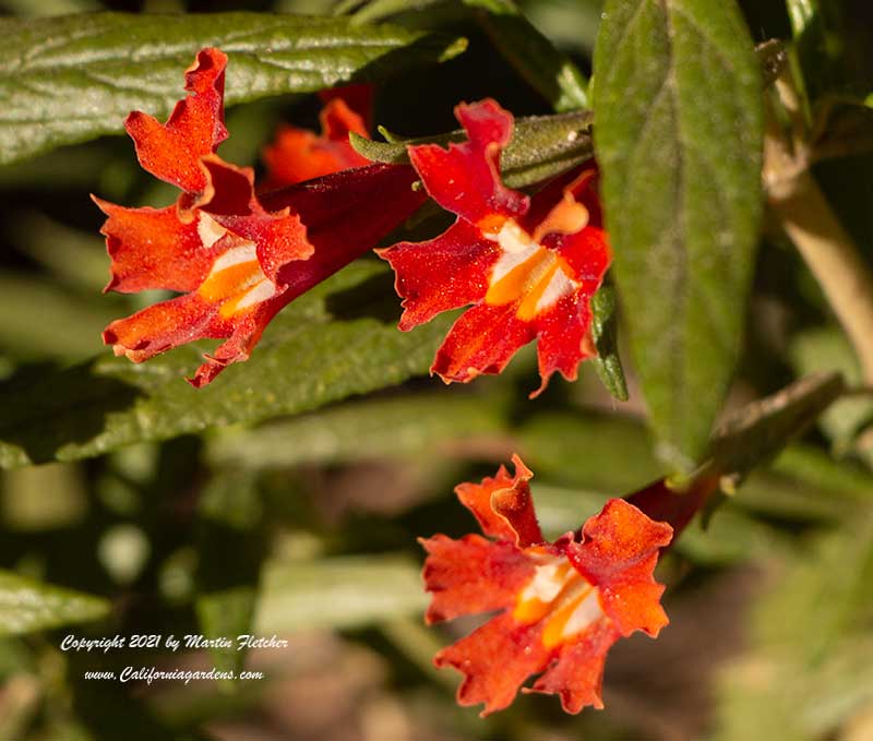 Mimulus puniceus, Red Bush Monkeyflower