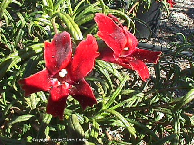 Mimulus Midnight