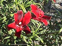 Mimulus Midnight, Midnight Hybrid Monkeyflower