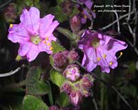 Mirabilis californica, California Four O'Clock, Wishbone Bush