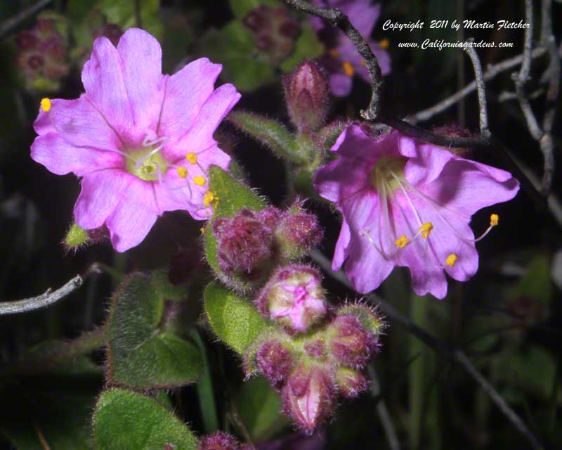 Mirabilis californica, Wishbone Bush