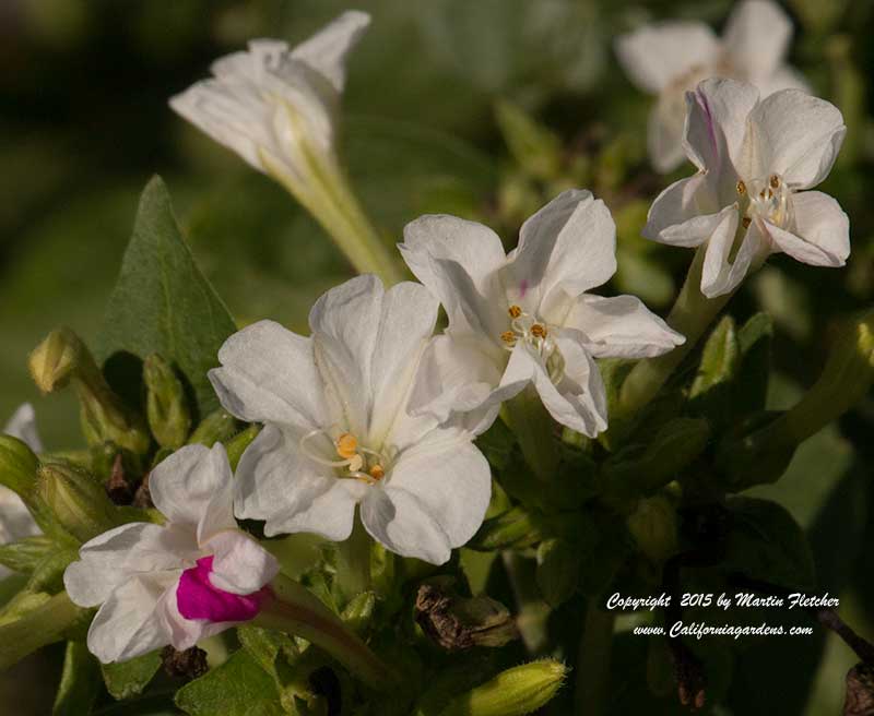 Mirabilis jalapa