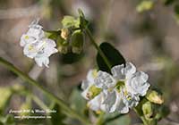 Mirabilis laevis villosa, Desert Four O'Clock
