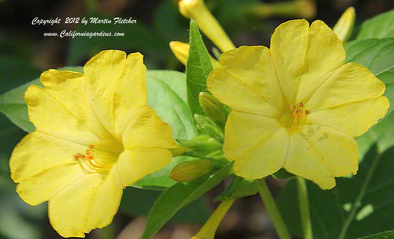 Mirabilis jalapa yellow