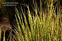 Miscanthus Gold Bar, Gold Bar Maiden Grass
