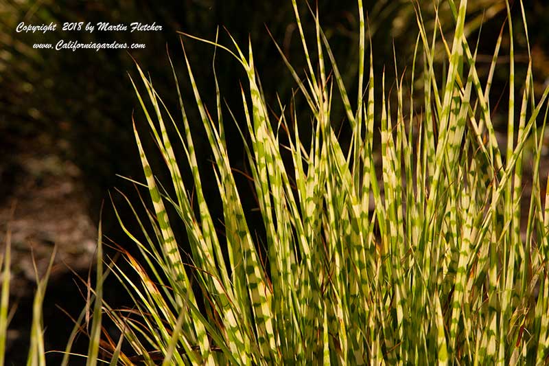 Miscanthus Gold Bar, Gold Bar Maiden Grass