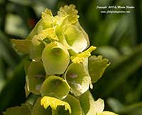 Moluccella laevis, Bells of Ireland