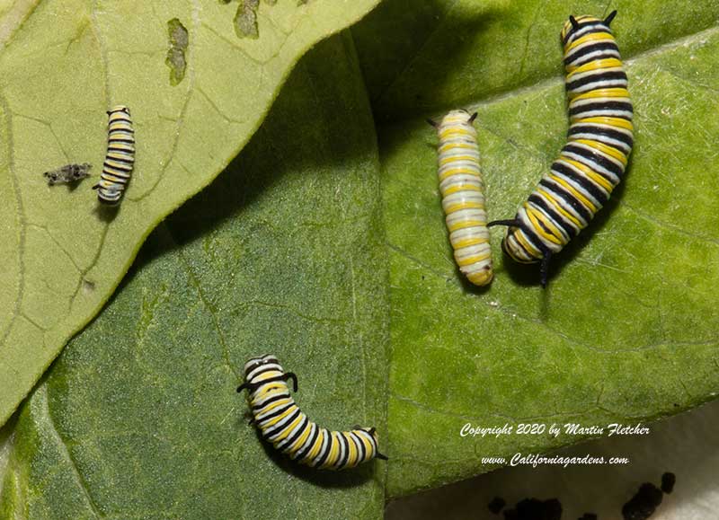 Monarch Caterpillars