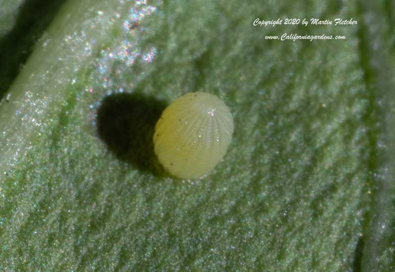 Monarch Butterfly Egg