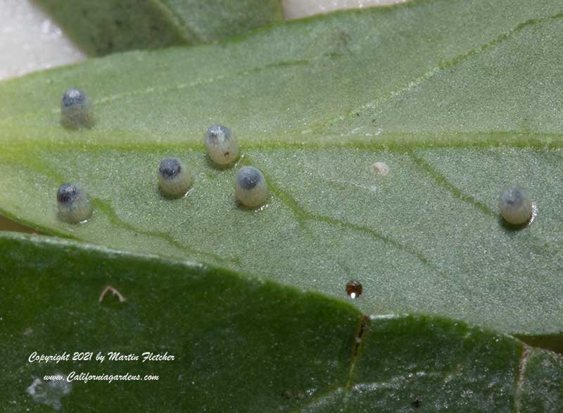 Mature Monarch Butterfly Eggs