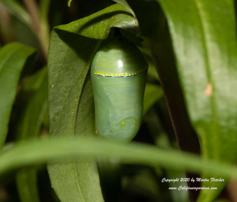 Fresh Monarch Chrysalis