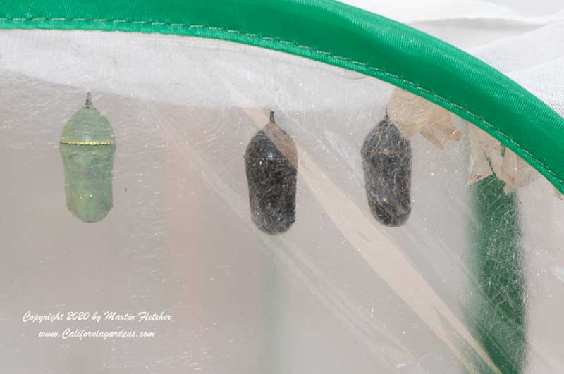 Monarch House Chrysalis