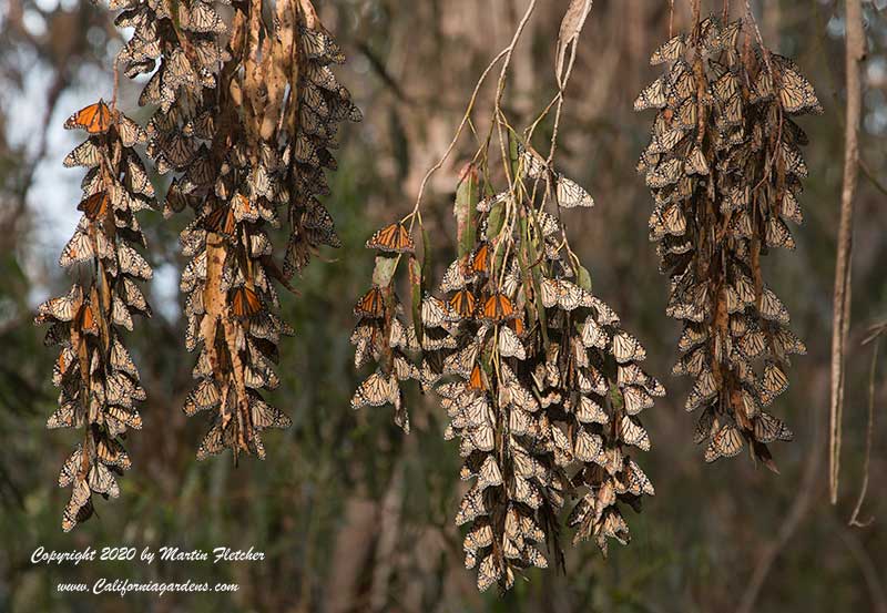 Monarch Roost