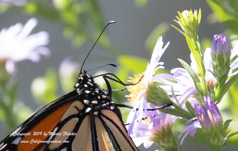 Monarch on Symphyotrichum chilense, Aster chilensis, California Aster