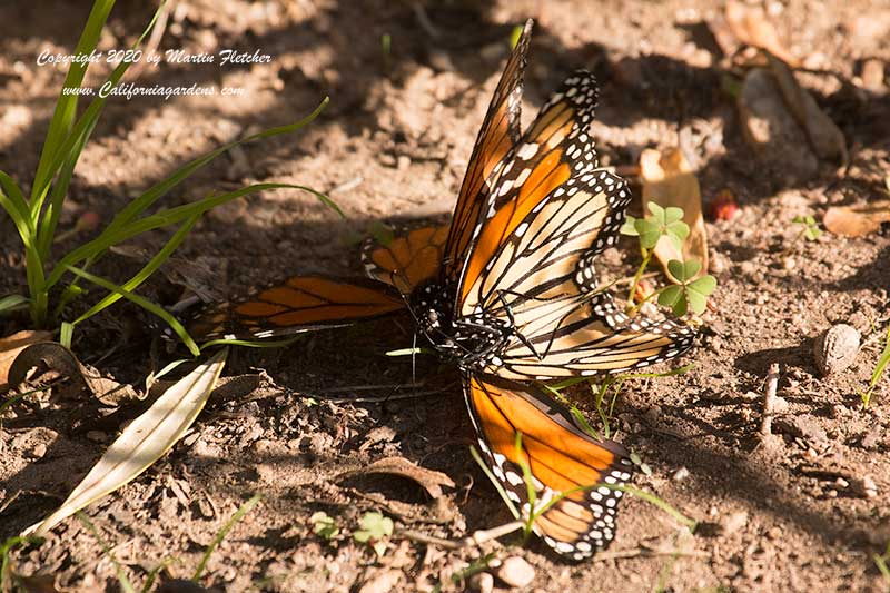 Monarch Butterflies Mating