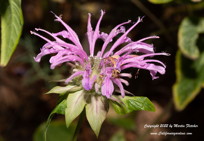 Monarda fistulosa, Wild Bergamont