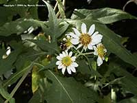 Montanoa grandiflora, Daisy Tree