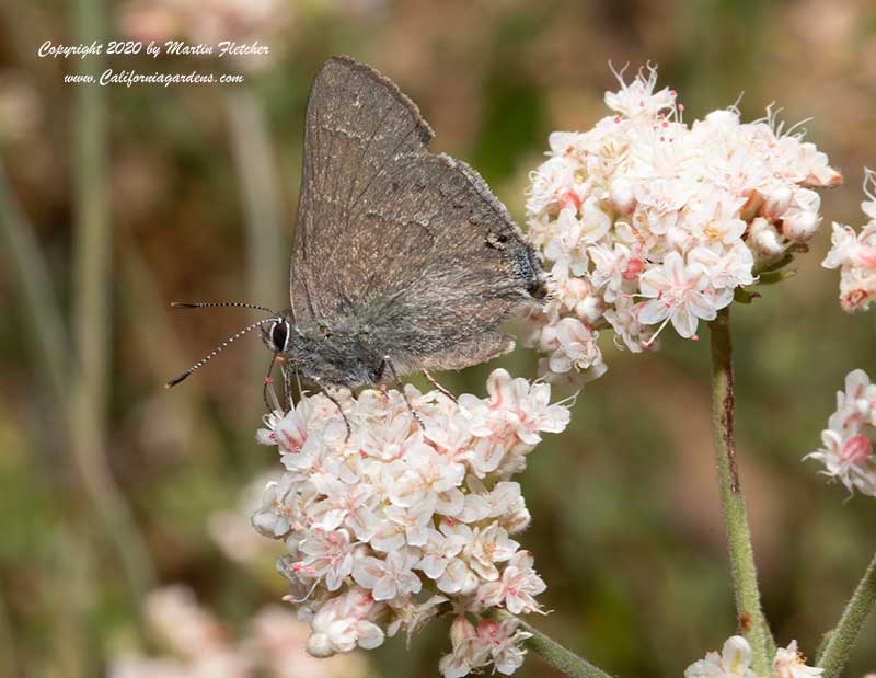 Mountain Mahogany Hairstreak, Satyrium tetra