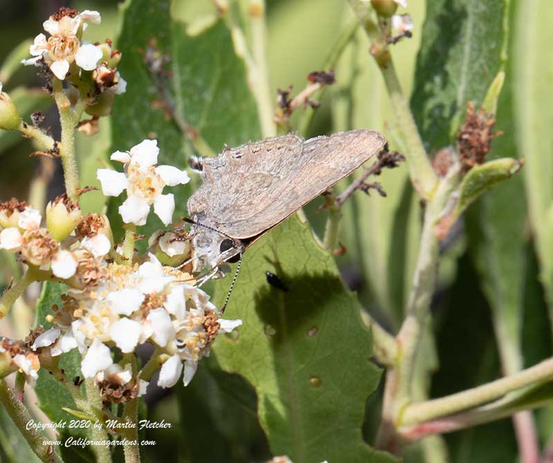 Mountain Mahogany Hairstreak, Satyrium tetra