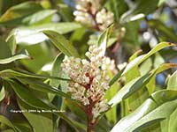 Myrica californica, Pacific Wax Myrtle