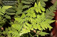 Myriopteris covillei, Coville's Lip Fern