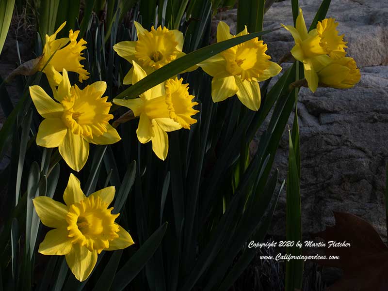 Narcissus King Alfred, Trumpet Daffodil