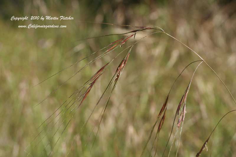 Nassella pulchra, Purple Needlegrass