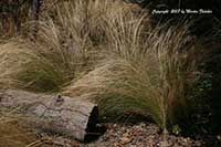 Stipa tenuissima, Mexican Feather Grass