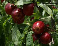 Nectarine - Panamint