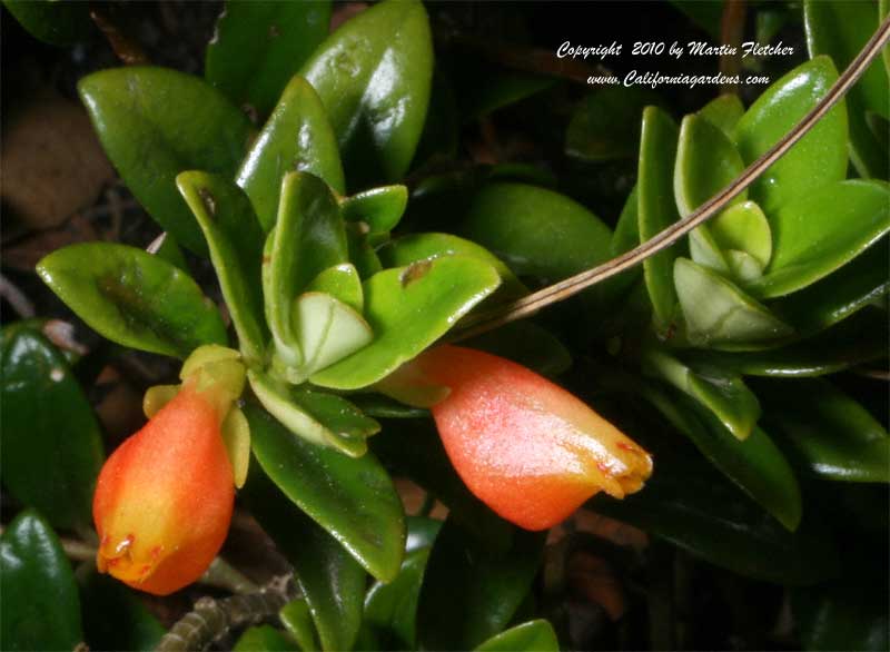 Nematanthus wettsteinii, Goldfish Plant