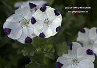 Nemophila maculata, Five Spot