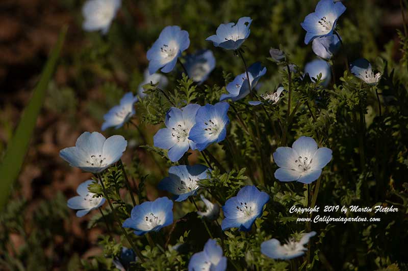 Nemophila menziesii, Baby Blue Eyes