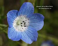 Nemophila menziesii, Baby Blue Eyes