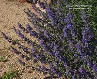 Nepeta faassenii, Faasen's Catmint