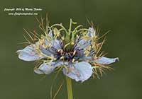Nigella damascena, Love in a Mist